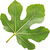 Fig tree