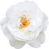 White Gallic rose