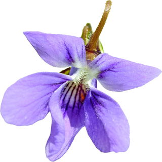Early dog-violet