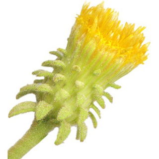 Varthemia
