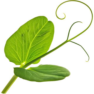 Pea shoot