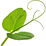 Erbsensprosse