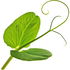Pea shoot