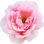 Buschrose