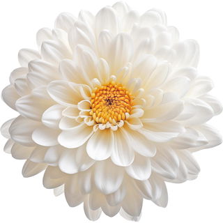 weiße Chrysantheme