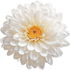 weiße Chrysantheme
