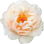 Tahitian rose
