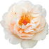 Tahitian rose