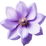 Purple blossoms