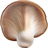 Oyster mushroom