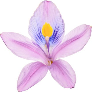 Dickstielige Wasserhyazinthe