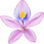 Water hyacinth