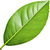 Grapefruit leaf