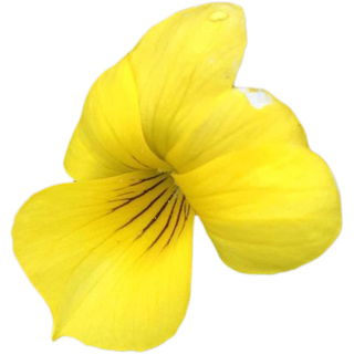 Viola purpurea
