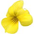 Viola purpurea