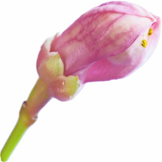 Zitronatzitronenknospe