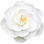 White camellia