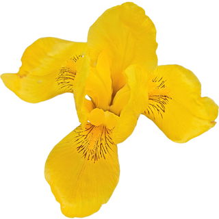Wasseriris