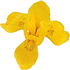 Wasseriris