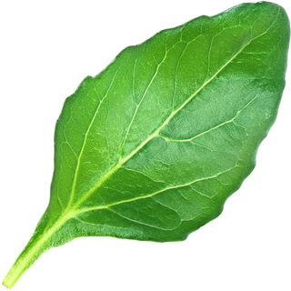 Goji-Blatt