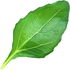 Goji-Blatt