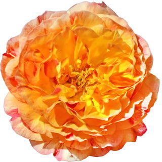 Delbard-Rose