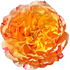 Delbard-Rose