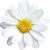 Anthemis aetnensis