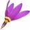 Dodecatheon