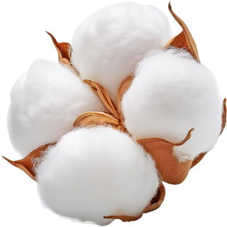 Cotton