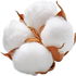 Cotton