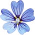 Blue mallow