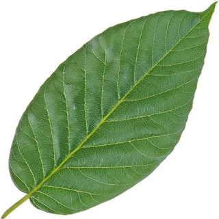 Eastern black walnut leaf