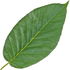 Eastern black walnut leaf
