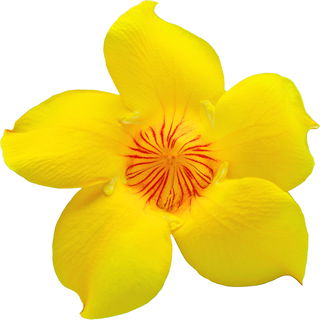 Allamanda