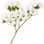 White heliotrope