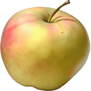 Diamond jubilee apple