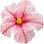 Petunia