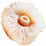 Seeanemone
