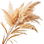 Reed