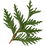 Californian incense cedar