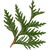Desert cedar