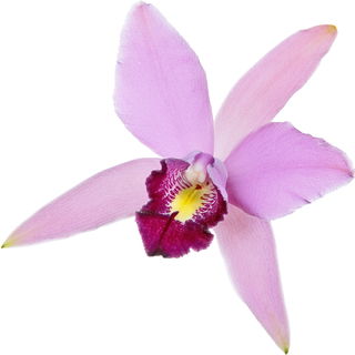 Laelia-Orchidee