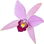 Laelia orchid