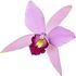 Laelia-Orchidee