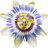 Passionsblume