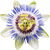 Passion flower