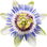 Passionsblume