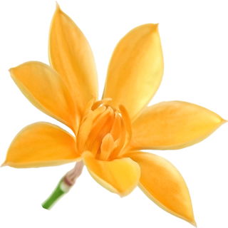 Champaka