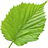 Hazelnut leaf